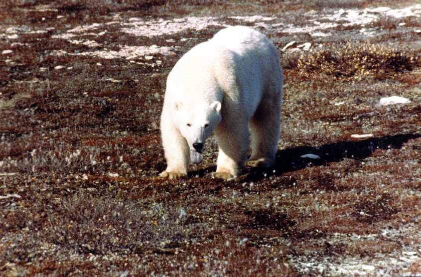 polar bear 1
