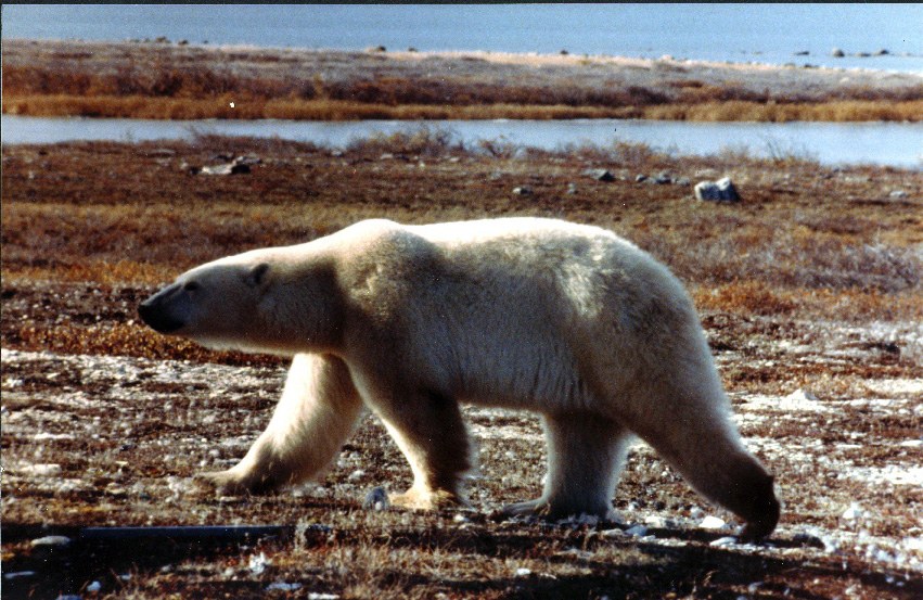 polar bear 2